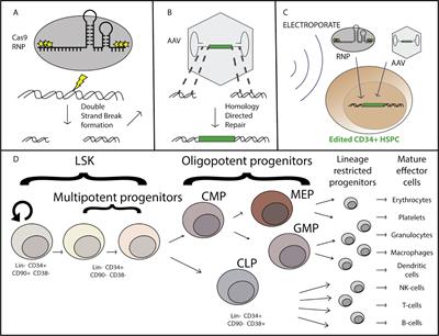 Frontiers | Answered And Unanswered Questions In Early-Stage Viral ...